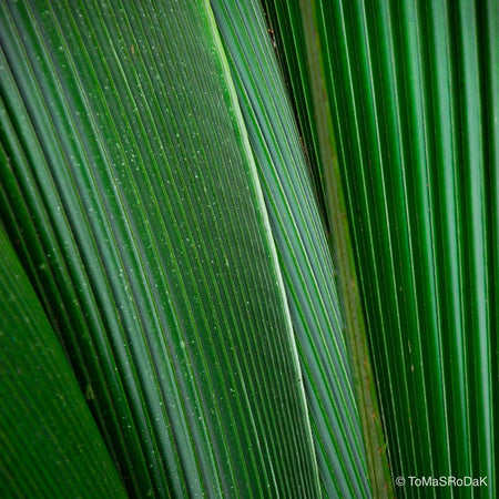 Trachycarpus fortunei, leaf scape art photo collection by TOMas Rodak for sale at TOMs FLOWer CLUB.