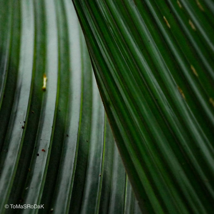 Palm tree, leaf scape art photo collection by TOMas Rodak for sale at TOMs FLOWer CLUB.