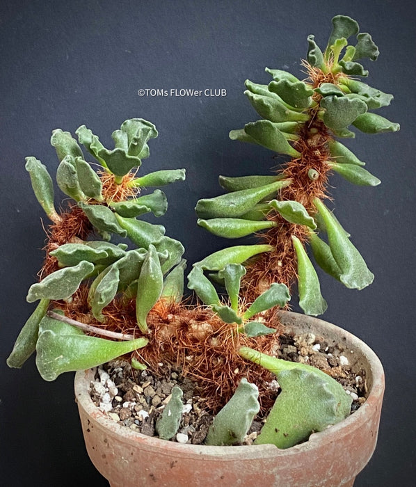 Adromischus cristatus, Key Lime Pie, Crinkle Leaf Plant, South African succulent, organically grown succulent plants for sale at TOMsFLOWer CLUB.