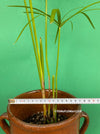 Cyperus Alternifolius in ceramic pot, Papyrus, Zyperngras, organically grown tropical plants for sale at TOMsFLOWer CLUB, cat friendly plant, Katzenfreundlich