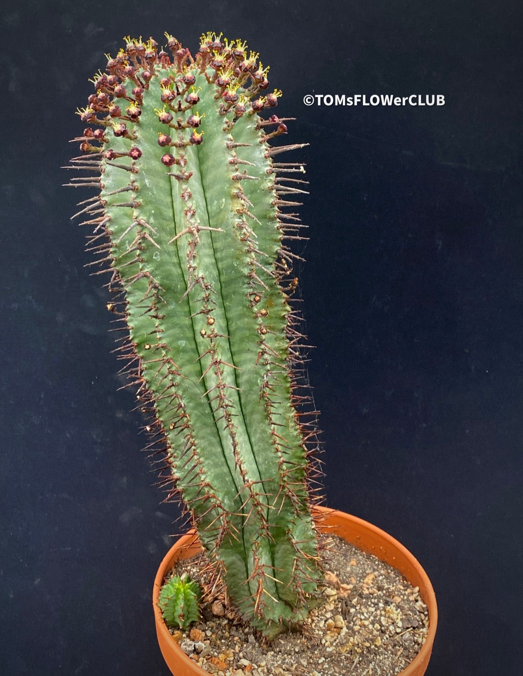 Cactus déco jardin - Organic Store