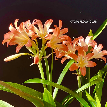 Clivia miniata, orange flowering, organically grown tropical plants for sale at TOMsFLOWer CLUB
