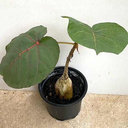 Ficus Petiolaris, organically grown plants for sale at TOMsFLOWer CLUB. 