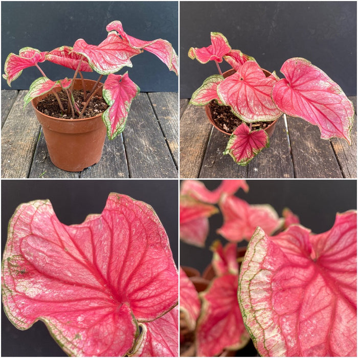 Caladium Sizzle, organically grown tropical caladium plants for sale at TOMsFLOWer CLUB.