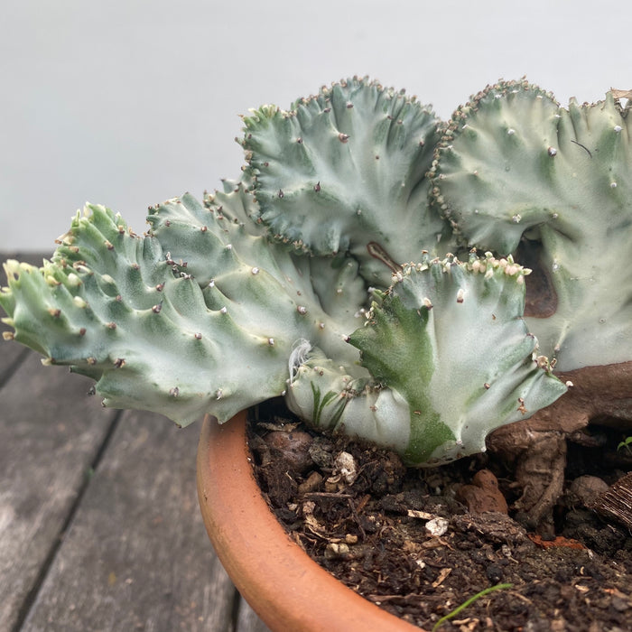 Euphorbia Lactea Alba Cristata / grey-white variegata