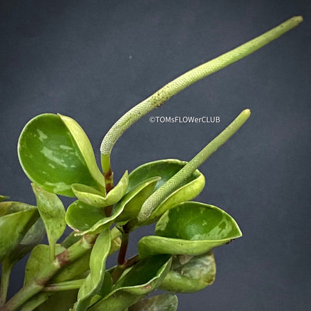 Flowering Peperomia Obtusifolia, organically grown succulent plants for sale at TOMsFLOWer CLUB.