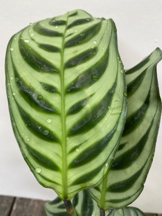 Foliage of Calathea Burle-Marx, organically grown tropical plants for sale at TOMsFLOWer CLUB