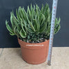 Gasteraloe Sp. Cristata / Crested, organically grown succulent plants for sale at TOMsFLOWer CLUB.