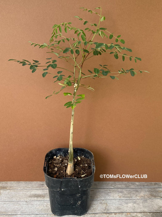 Moringa hildebrandti, Madagaskar trees, organically grown tropical plants for sale at TOMs FLOWer CLUB.