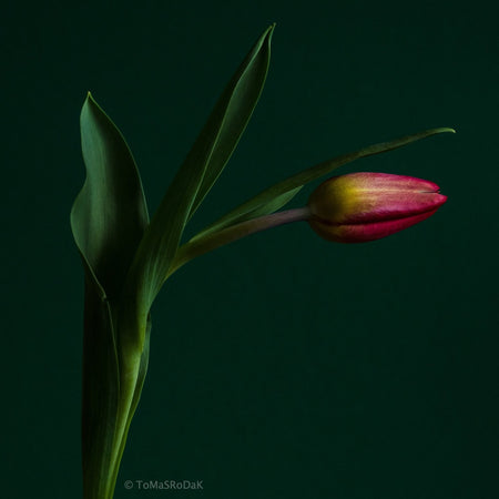 Red Tulip as ART PAPER PRINT by © Tomas Rodak, TOMs FLOWer CLUB, from 10x10cm up to 50x50cm available for unlimited sale.