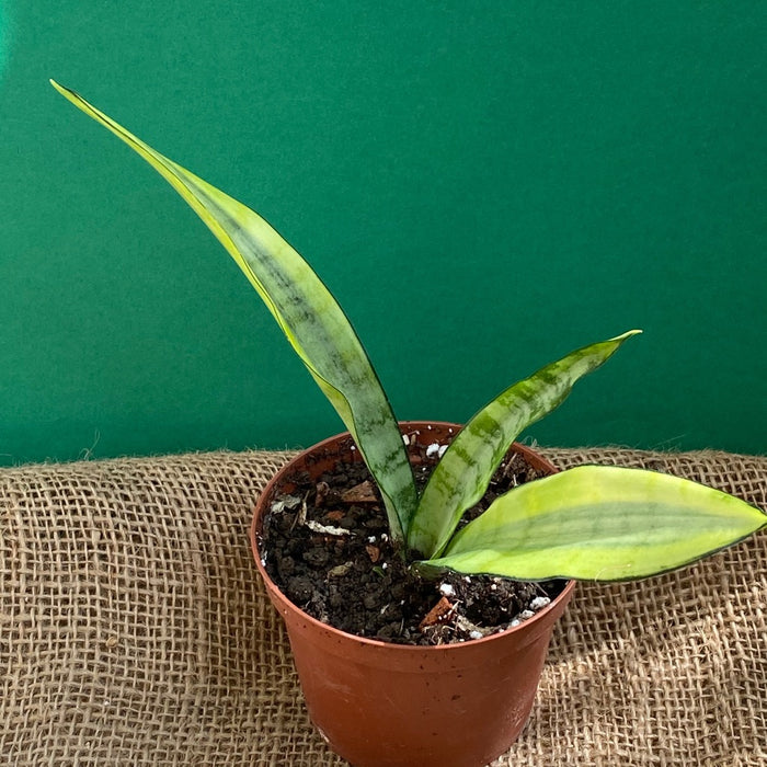 Sansevieria Trifasciata Lady Grey, organically grown succulent plants for sale at TOMsFLOWer CLUB.