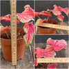 Caladium Sizzle, organically grown tropical caladium plants for sale at TOMsFLOWer CLUB.