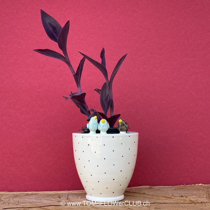 White, hand made, unique, ceramic plant pot with red dots without drain hole with three colourful birds on the pot top directly from the artist's work shop, offered for sale by TOMs FLOWer CLUB.