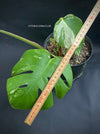 Monstera Deliciosa Borsigiana Albo Variegata, stem cutting, organically grown tropical plants for sale at TOMsFLOWer CLUB.