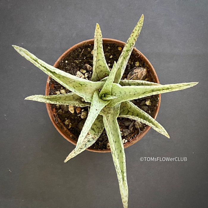 Aloe Rauhii Snow Flake, organically grown succulent plants for sale at TOMs FLOWer CLUB.