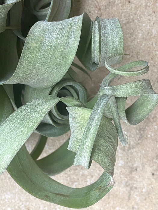 Tillandsia Curly Slim, organically grown air plants for sale at TOMs FLOWer CLUB.