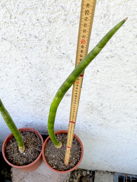 Sansevieria Suffruticosa, organically grown succulent plants for sale at TOMsFLOWer CLUB.