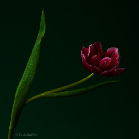 Red Tulip as ART PAPER PRINT by © Tomas Rodak, TOMs FLOWer CLUB, from 10x10cm up to 50x50cm available for unlimited sale.