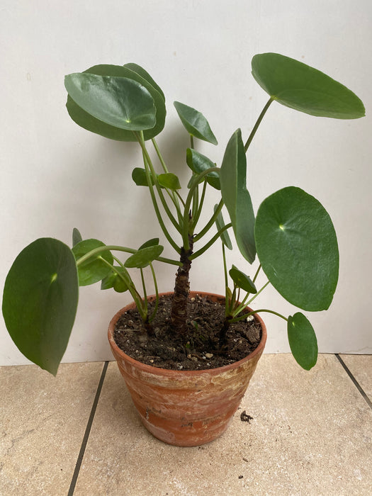 Pilea Peperomioides in a clay pot