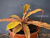 Nepenthes hemsleyana / Pitcher plant, organically grown tropical plants for sale at TOMsFLOWer CLUB.