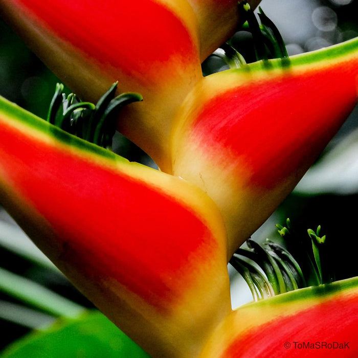 tropical plant, leaf scape art photo collection by TOMas Rodak for sale at TOMs FLOWer CLUB.