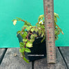 Miniature for sale care Miniature begonia plant Begonia Foliosa Miniata terrarium plant Begonia Foliosa Miniata indoor plant Rare begonia plant Begonia Foliosa Miniata propagation Organic Begonia Foliosa Miniata Easy-care Begonia Foliosa Miniata Shade-loving begonia plant Begonia Foliosa Miniata collector's plant Begonia Foliosa Miniata trailing growth habit colorful foliage small flowers for hanging baskets for ground cover low-maintenance plant for semi-shady locations TOMs FLOWer CLUB