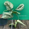Scindapsus Pictus Treble, organically grown tropical plants for sale at TOMsFLOWer CLUB.