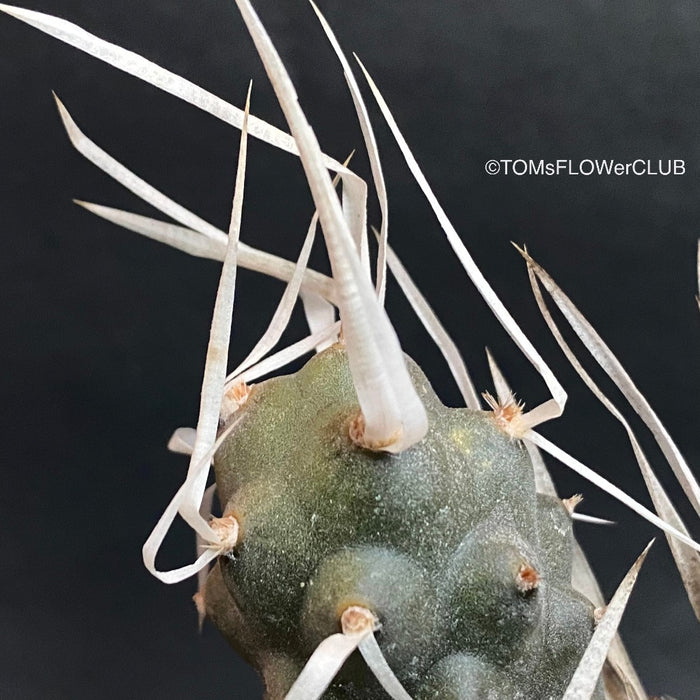 Tephrocactus Articulatus Papyracanthus, organically grown succulent plants for sale at TOMsFLOWer CLUB.