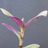 Tradescantia fluminensis quadricolor, organically grown tropical plants for sale at TOMsFLOWer CLUB.