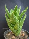 Aloe Nobilis, organically grown succulent plants for sale at TOMs FLOWer CLUB.
