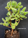 Cotyledon tomentosa subs. ladismithiensis, organically grown succulent plants for sale at TOMsFLOWer CLUB