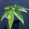  Begonia Maculata Albopicta Polka Dot Begonia Houseplant Rhizomatous Begonia Angel Wing Begonia Foliage Plant Indoor Plant Plant Care White Polka Dots Silver Spots, TOMs FLOWer CLUB