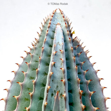 Spiky leaves succulent Aloe Suprafoliata in white background as ART PAPER PRINT by © Tomas Rodak, TOMs FLOWer CLUB, from 10x10cm to 50x50cm available for unlimited sale.