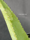 Agave Guiengola, Creme Brulee Agave, Sun loving succulent plant, TOMsFLOWer CLUB, succulent, Sukkulent, Cactus