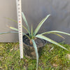 Yucca Gloriosa, organically grown succulent plants for sale at TOMsFLOWer CLUB.
