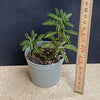 Peperomia Wolfgang-Krahnii, organically grown succulent plants for sale at TOMsFLOWer CLUB.