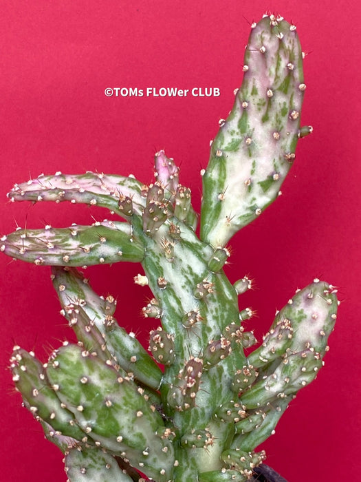 Opuntia monacantha monstruosa albo-pink variegata, organically grown succulent plants for sale, TOMs FLOWer CLUB