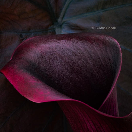 Conversation portray between burgundy coloured Calla and Colocasia Esculenta Black Magic as ART PAPER PRINT by © Tomas Rodak, TOMs FLOWer CLUB, from 10x10cm up to 50x50cm available for unlimited sale. 