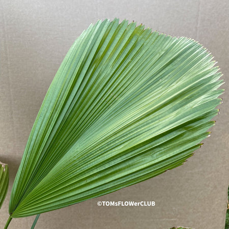 Licuala grandis, Vanuatu Palmtree, organically grown tropical plants for sale at TOMsFLOWer CLUB.