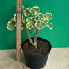 Pelargonium Zonale Hybrid Wilhelm Langguth, organically grown plants for sale at TOMsFLOWer CLUB.