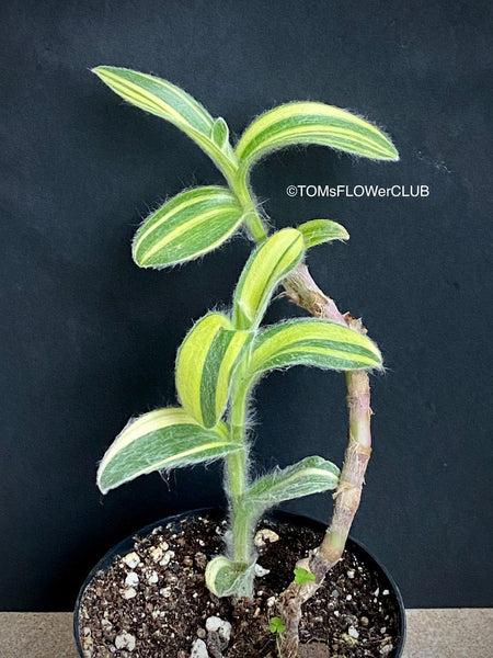 Tradescantia Sillamontana Aurea Variegata, organically grown tropical plants for sale at TOMsFLOWer CLUB.