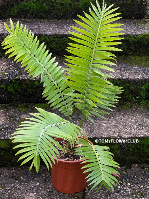 Dioon Spinulosum, Cycas, organically grown palm fern plants for sale at TOMsFLOWer CLUB.