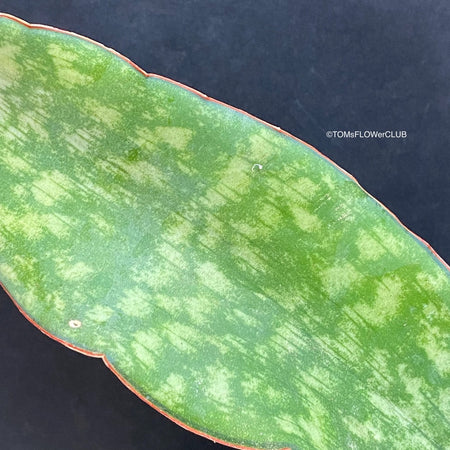 Leaf detail of Sansevieria Macrophylla, organically grown succulent plants for sale at TOMs FLOWer CLUB.