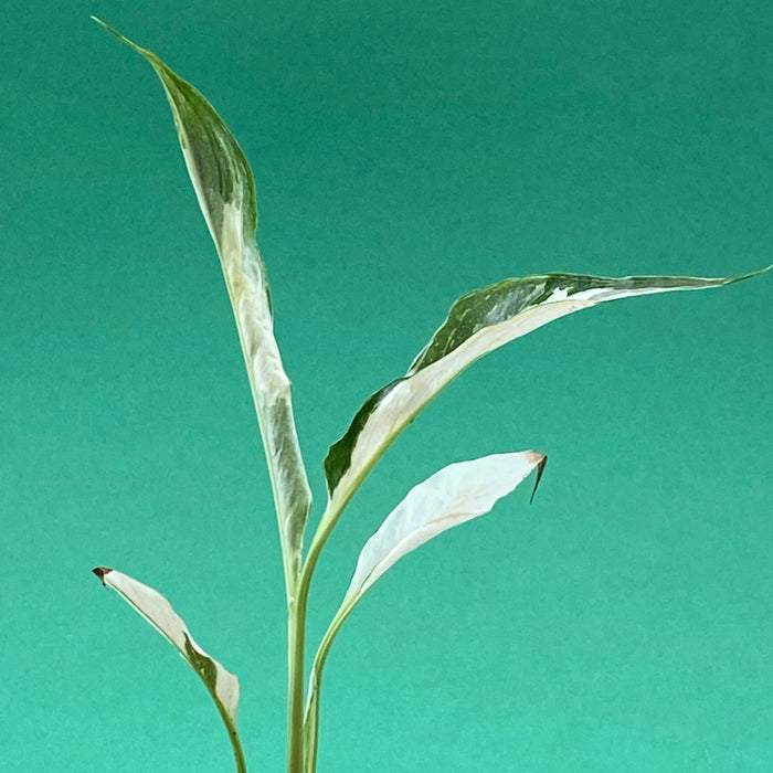 Spathiphyllum wallisii Albo-Variegata
