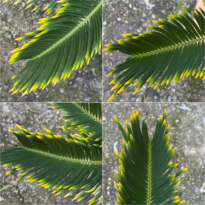 leaves of Cycas Revoluta Aurea / Golden Sago Palm, organically grown plants for sale at TOMsFLOWer CLUB.