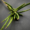 Sansevieria francisii, plant cutting, organically grown succulent plants for sale at TOMsFLOWer CLUB.