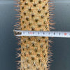 Pachypodium lamerei, organically grown succulent plants for sale at TOMsFLOWer CLUB.