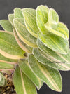 Tradescantia Sillamontana Aurea Variegata, organically grown tropical plants for sale at TOMsFLOWer CLUB.