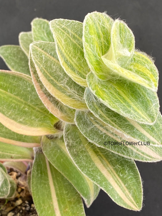 Tradescantia Sillamontana Aurea Variegata, organically grown tropical plants for sale at TOMsFLOWer CLUB.