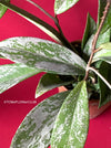 Hoya Pubicalyx Pink Silver Splash, organically grown tropical Hoya plants for sale at TOMsFLOWer CLUB.